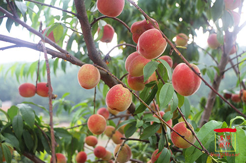 湖南華億生態(tài)農(nóng)業(yè)發(fā)展有限責(zé)任公司,株洲農(nóng)家樂,湖南戶外拓展,株洲哪里好玩,自助燒烤,露營,會(huì)議團(tuán)體接待