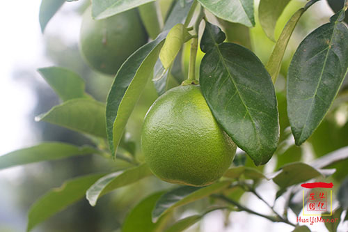 湖南華億生態(tài)農(nóng)業(yè)發(fā)展有限責(zé)任公司,株洲農(nóng)家樂,湖南戶外拓展,株洲哪里好玩,自助燒烤,露營,會(huì)議團(tuán)體接待