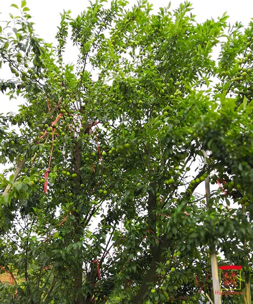 湖南華億生態(tài)農(nóng)業(yè)發(fā)展有限責(zé)任公司,株洲農(nóng)家樂,湖南戶外拓展,株洲哪里好玩,自助燒烤,露營,會(huì)議團(tuán)體接待