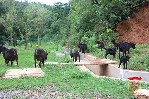 湖南華億生態(tài)農(nóng)業(yè)發(fā)展有限責(zé)任公司,株洲農(nóng)家樂,湖南戶外拓展,株洲哪里好玩,自助燒烤,露營(yíng),會(huì)議團(tuán)體接待