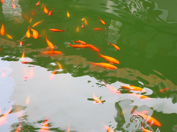 湖南華億生態(tài)農(nóng)業(yè)發(fā)展有限責(zé)任公司,株洲農(nóng)家樂,湖南戶外拓展,株洲哪里好玩,自助燒烤,露營(yíng),會(huì)議團(tuán)體接待