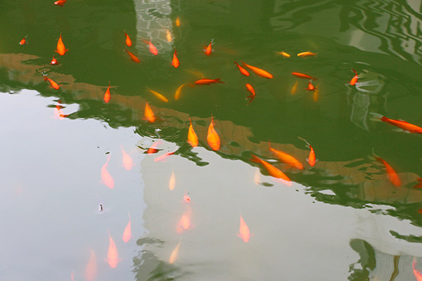 湖南華億生態(tài)農(nóng)業(yè)發(fā)展有限責(zé)任公司,株洲農(nóng)家樂,湖南戶外拓展,株洲哪里好玩,自助燒烤,露營(yíng),會(huì)議團(tuán)體接待