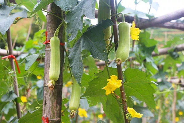 湖南華億生態(tài)農(nóng)業(yè)發(fā)展有限責(zé)任公司,株洲農(nóng)家樂,湖南戶外拓展,株洲哪里好玩,自助燒烤,露營,會議團(tuán)體接待