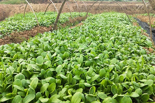 湖南華億生態(tài)農(nóng)業(yè)發(fā)展有限責(zé)任公司,株洲農(nóng)家樂,湖南戶外拓展,株洲哪里好玩,自助燒烤,露營,會議團(tuán)體接待