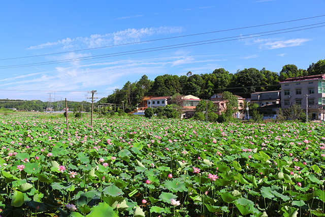 湖南華億生態(tài)農(nóng)業(yè)發(fā)展有限責(zé)任公司,株洲農(nóng)家樂,湖南戶外拓展,株洲哪里好玩,自助燒烤,露營,會(huì)議團(tuán)體接待