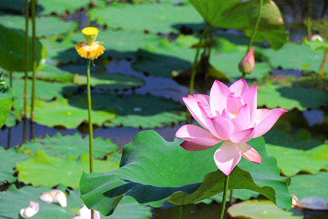 湖南華億生態(tài)農(nóng)業(yè)發(fā)展有限責(zé)任公司,株洲農(nóng)家樂,湖南戶外拓展,株洲哪里好玩,自助燒烤,露營,會(huì)議團(tuán)體接待