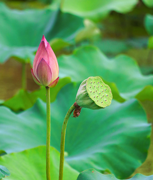 湖南華億生態(tài)農(nóng)業(yè)發(fā)展有限責(zé)任公司,株洲農(nóng)家樂,湖南戶外拓展,株洲哪里好玩,自助燒烤,露營,會(huì)議團(tuán)體接待