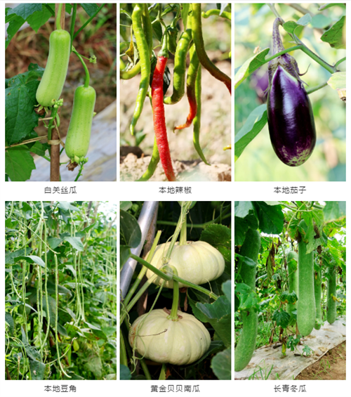 戶外拓展,自助燒烤,露營,會議團體接待，團建，
