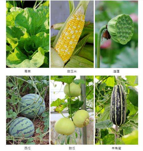 戶外拓展,自助燒烤,露營,會議團體接待，團建，